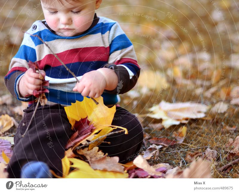 Waldarbeiter Freizeit & Hobby Spielen Kinderspiel Mensch Baby Kleinkind Kindheit 1 0-12 Monate 1-3 Jahre Herbst Blatt Pullover sitzen Fröhlichkeit niedlich