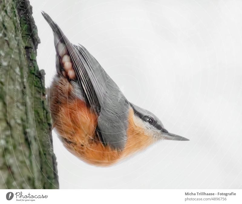 Kleiber am Baumstamm Sitta europaea Vogel Tiergesicht Kopf Schnabel Auge Flügel Feder gefiedert Krallen hängen kopfüber beobachten Blick Tierporträt Wildtier