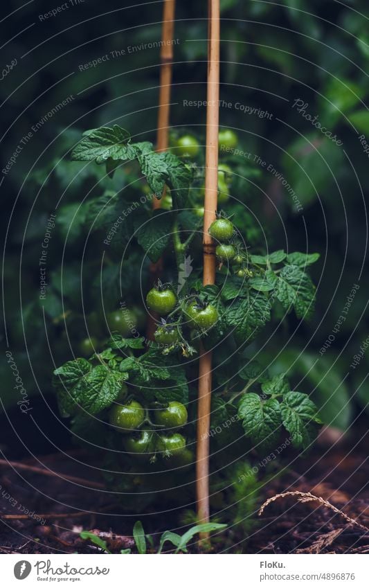 Busch-Tomaten im Garten klein Cocktailtomate grün unreife Frucht Gemüse Ernährung Lebensmittel frisch Pflanze lecker Natur Gesundheit Vegetarische Ernährung