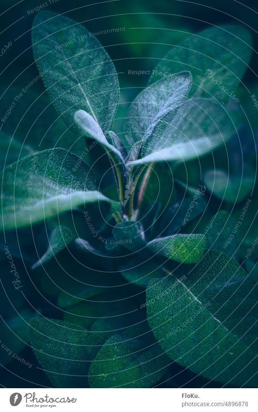 Salbei Nahaufnahme Pflanze Gewürz grün Gesundheit Natur Blatt frisch Kräuter & Gewürze Farbfoto Garten Lebensmittel Außenaufnahme natürlich organisch