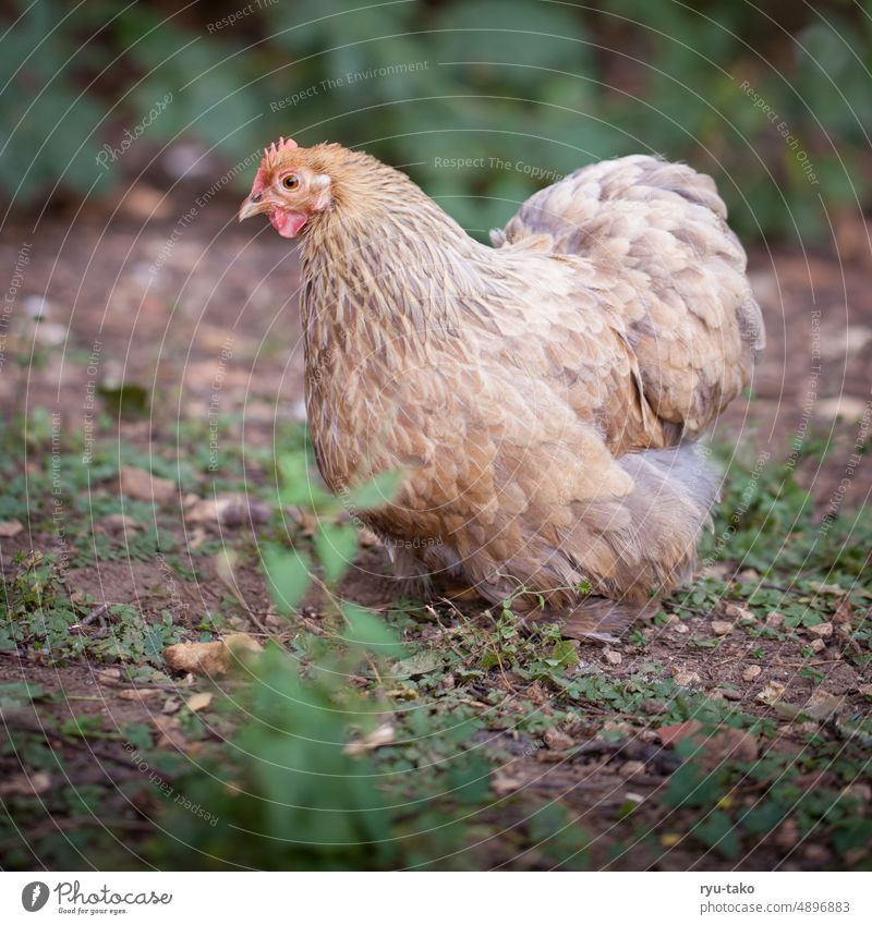 Henne im Freien Huhn Nutztier Rasse Art Geflügel Feder Federvieh Mischling Mix flauschig Wyandotte Zwergcochin Garten Natur Gehege freilaufend Haustier