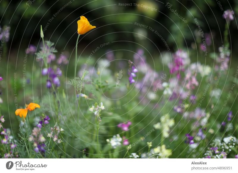 eine gelbe Blume und lila Blumen auf einer Blumenwiese - Flauerpauer! Pflanze Wiese grün Natur Bienenparadis Insektenparadis Wachstum Schönheit wild Wildheit