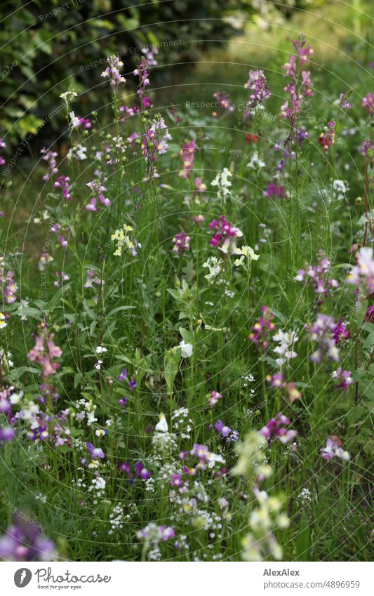 Lila und weiße Blumen auf einer Blumenwiese vor einer Buchenhecke Pflanze Wiese grün gelb Natur Bienenparadis Insektenparadis Wachstum Schönheit wild Wildheit