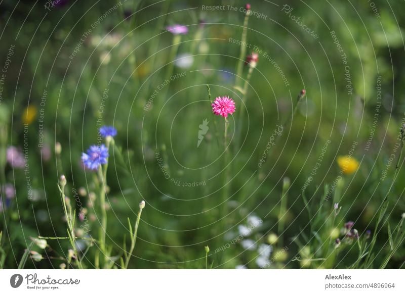 eine lila-blaue Blume und eine lila-rote Blume auf einer Blumenwiese - Flauerpauer! Pflanze Wiese grün gelb Natur Bienenparadis Insektenparadis Wachstum