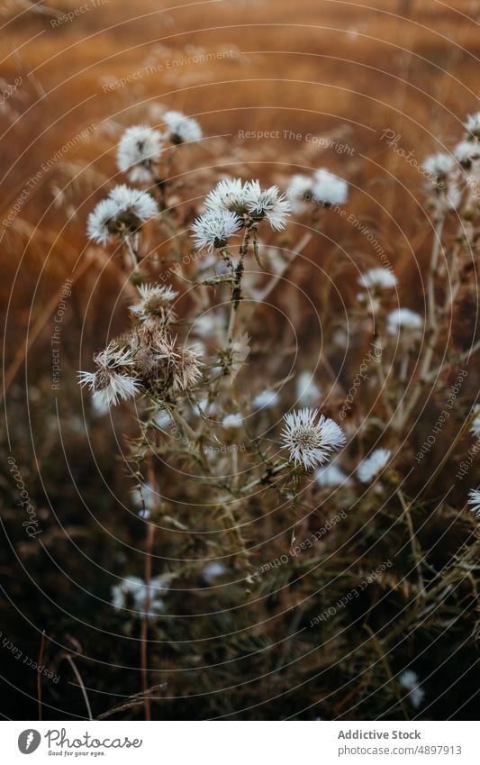 Weiße Blumen auf einer Wiese bei Sonnenuntergang Stachelige Kratzdistel Natur Gras Pflanze Flora Landschaft Wachstum frisch grasbewachsen Umwelt ländlich