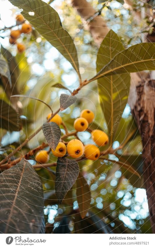 Eriobotrya japonica Baum mit reifen Früchten im Garten in Spanien eriobotrya japonica loquat Frucht Blatt Kräuterbuch Natur frisch Pflanze Wachstum Strauch