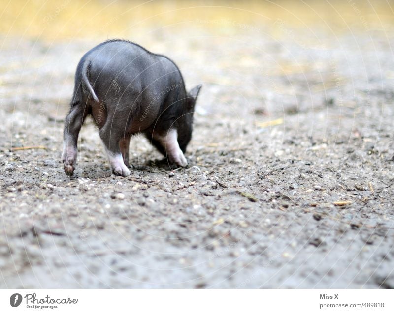 Rückansicht Erde Haustier Nutztier 1 Tier Tierjunges Fressen klein niedlich Schwein Ferkel Bauernhof Geruch Freilandhaltung Viehzucht Viehhaltung