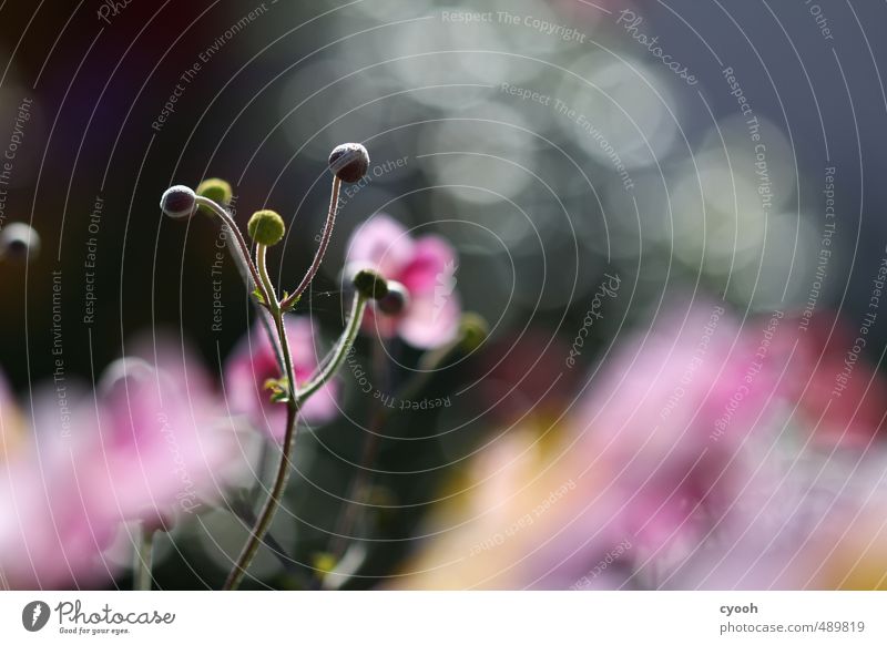 Herbstblüten Natur Pflanze Sonnenlicht Frühling Sommer Blume Blüte Garten berühren Blühend Duft leuchten verblüht Wachstum frisch nah neu gelb rosa Lebensfreude