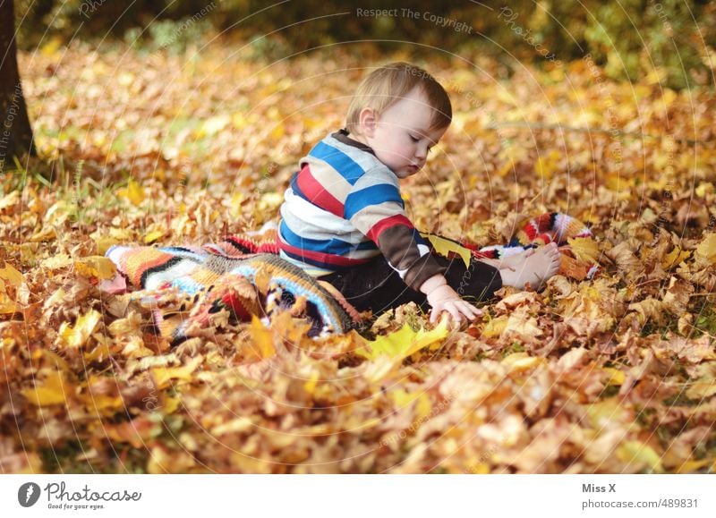 Im Laub Freizeit & Hobby Spielen Kinderspiel Mensch Baby Kleinkind Kindheit 1 0-12 Monate 1-3 Jahre Herbst Blatt Garten Park Wald Pullover Schal sitzen Neugier