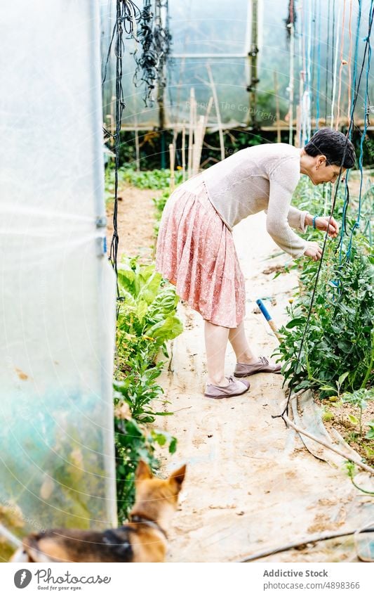 Fokussierte erwachsene Frau bei der Arbeit im Gewächshaus auf einem Bauernhof Landwirt Pflege Wachstum Pflanze Konzentration Landschaft vegetieren Hund Haustier