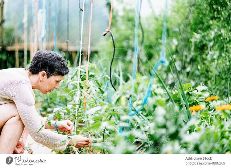 Fokussierte erwachsene Frau bei der Arbeit im Gewächshaus auf einem Bauernhof Landwirt Pflege Wachstum Pflanze Konzentration Landschaft vegetieren Besitzer