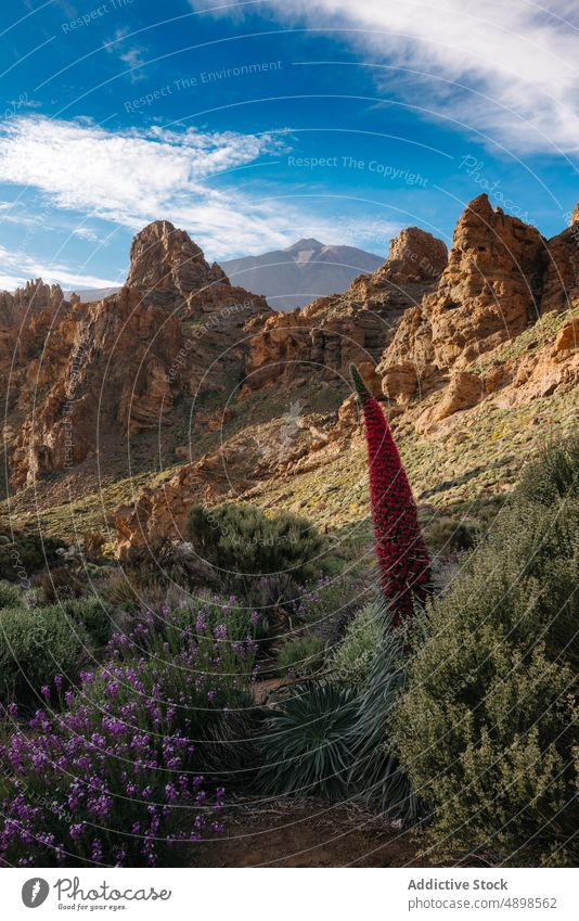 Echium wildpretii wächst im Tal Rotes Hornkraut Pflanze majestätisch Natur Flora Blütezeit Blauer Himmel Sommer Umwelt malerisch ruhig Feld Landschaft natürlich