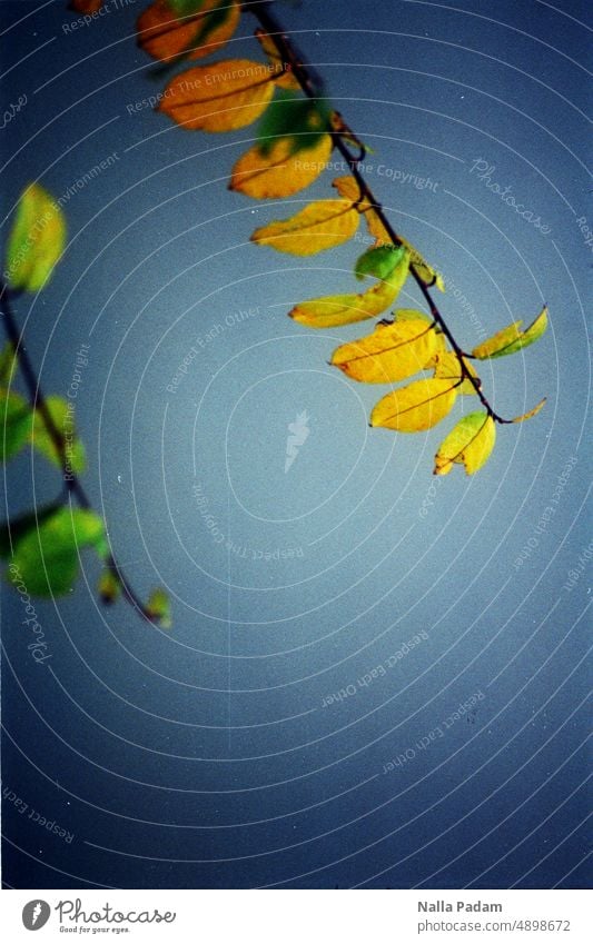 Äste und Blätter analog Analogfoto Farbe Farbfoto Blatt Himmel Gelb Blau Ast Außenaufnahme Natur menschenleer Tag