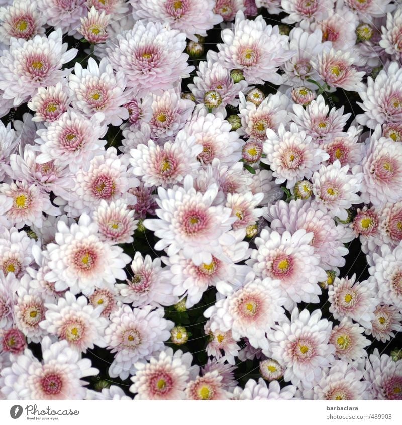 Herbstblumen Blume Blüte Nutzpflanze Chrysantheme Blühend ästhetisch frisch hell schön viele rosa Stimmung Liebe Romantik Farbe Gefühle Lebensfreude Natur