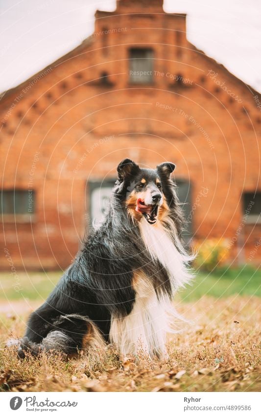 Tricolor Rough Collie, Lustiger Schottischer Collie, Langhaariger Collie, Englischer Collie, Lassie Hund posiert im Freien in der Nähe des alten Hauses colley