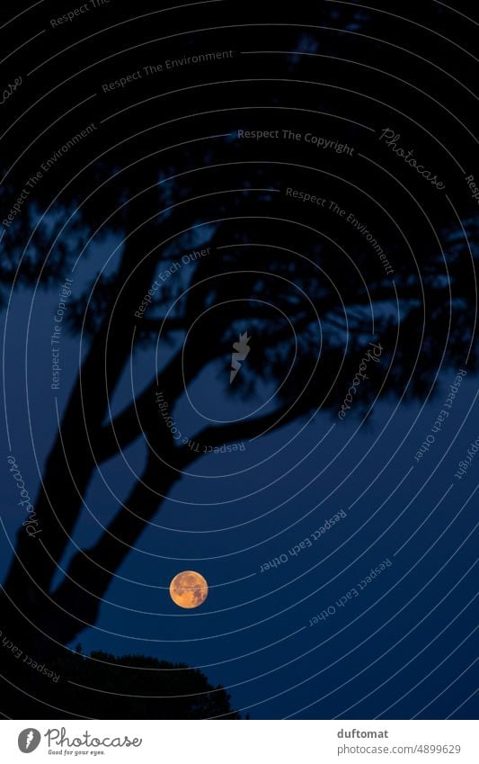 gelber Vollmond hinter Bäumen Mond Morgen Himmel Nacht Silhouette Italien maritim Mondschein Mondaufgang Mondsüchtig dunkel Nachthimmel Landschaft