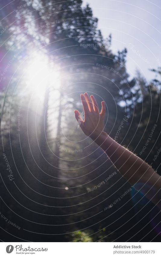 Anonyme Person Arm versteckt von hellen Sonnenstrahlen durchdringen Zweige im Wald Frau Wälder reisen Baum hoch Landschaft ausgestreckter Arm Hand Tierhaut