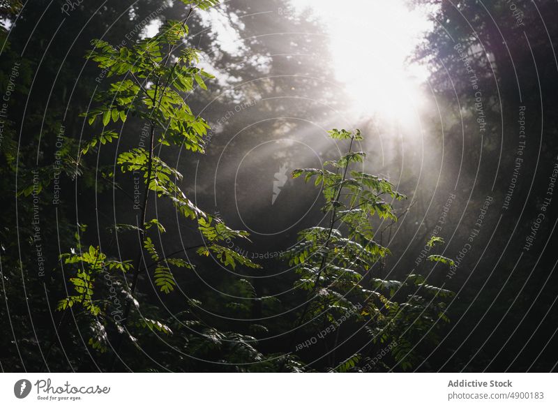 Helle Sonnenstrahlen durchdringen die Äste im Wald Wälder Baum hoch Landschaft Waldgebiet Natur Wachstum Flora Kofferraum wild stumm Blendenfleck wachsen