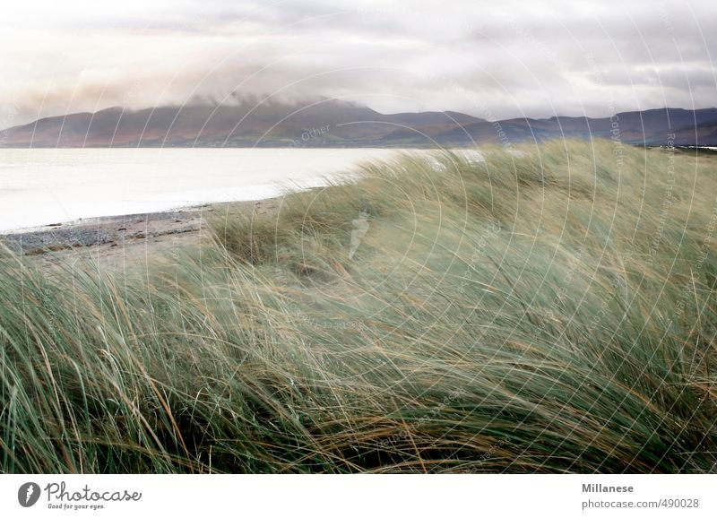 Meer Umwelt Natur Landschaft Wasser Himmel Wolken Wetter Gras Küste Strand Schwimmen & Baden Farbfoto Außenaufnahme Menschenleer