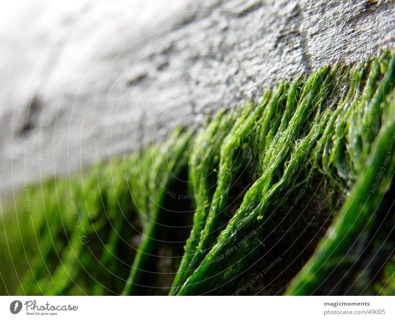 Treibholz Holz Strand Meer Algen Holzmehl Nahaufnahme Baum Unschärfe grün grau alt markro close Baumstamm verfallen Perspektive Detailaufnahme