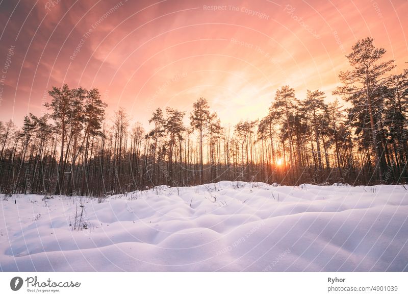 Natürliche Sonnenuntergang Sonnenaufgang über Wald. Rosa Farbe Himmel über Winter verschneiten Wald. Landschaft unter Himmel bei Sonnenuntergang Morgendämmerung Sonnenaufgang