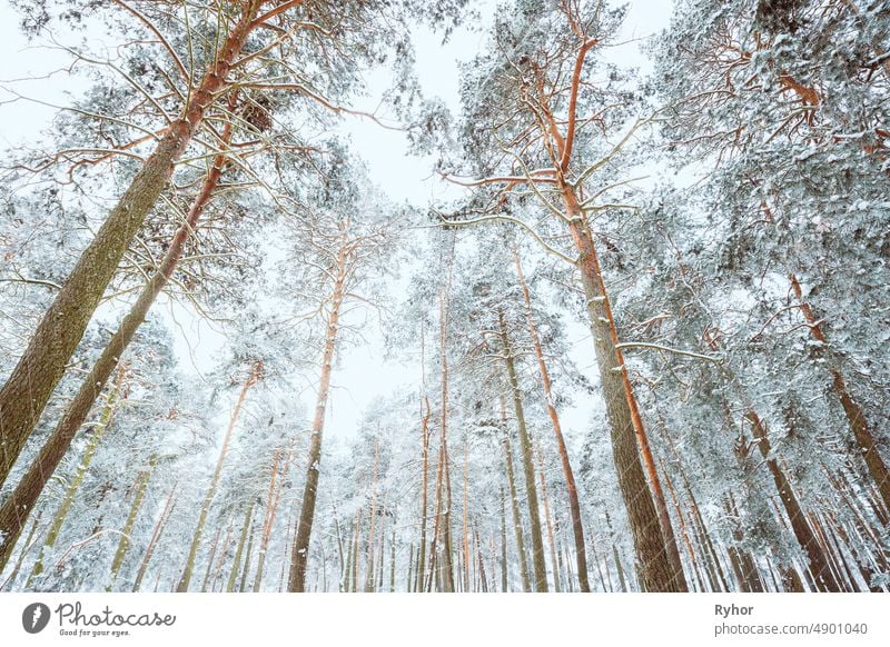 Schneebedeckter Kiefernwald. Frosted Trees Frozen Trunks Woods In Winter Snowy Coniferous Forest Landscape schön Schönheit in der Natur kalt Farbe Nadelwald