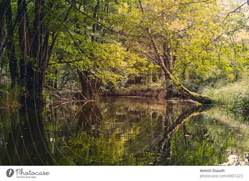 idyllische Landschaft vom Fluss aus gesehen Kanal Wasser See Abend Sonnenuntergang Wald Wälder Spiegelung Laubwerk Reflexion & Spiegelung Natur Bäume