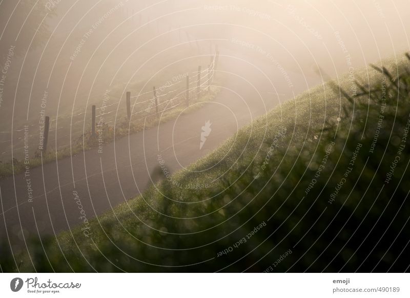 Nebelsonne Umwelt Natur Landschaft Herbst Gras Wiese außergewöhnlich natürlich grün Straße ländlich Farbfoto Außenaufnahme Menschenleer Morgen Morgendämmerung