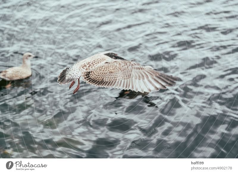 Graumöwe im Flug mir ausgebreiteten Flügeln Möwe Vogel Mantelmöwe Dominikanermöwe Möwenfliegen Jagd Leichtigkeit Feder elegant Wildtier Möwenvögel Tierporträt