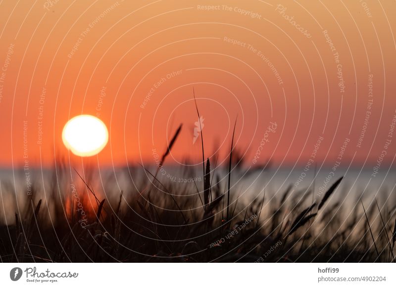 unscharfe Sonne im Sonnenuntern am Meer mit einer Silhouette von  Schilf und Gräsern im Vordergrund. Sonnenuntergang Sonnenuntergangsstimmung