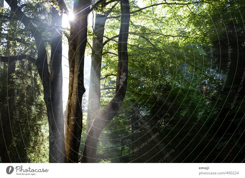 Erleuchtung Umwelt Natur Landschaft Sonne Sonnenlicht Frühling Pflanze Baum Wald natürlich grün Farbfoto Außenaufnahme Menschenleer Tag Licht Schatten