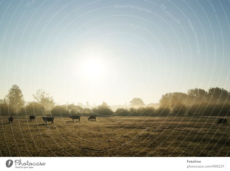 Guten Morgen! Umwelt Natur Landschaft Pflanze Tier Himmel Wolkenloser Himmel Sonne Sonnenlicht Herbst Baum Sträucher Wiese Nutztier Kuh Herde hell kalt