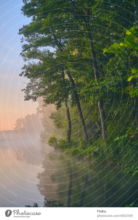 Morgennebel überm See am Waldrand Nebel Sonnenaufgang Dämmerung Morgendämmerung Bäume Natur Umwelt Landschaft Baum Sonnenlicht Menschenleer Licht ruhig