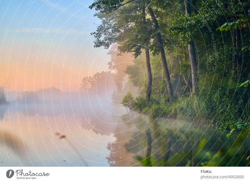 See am Waldrand im Morgennebel Nebel Sonnenaufgang Dämmerung Morgendämmerung Bäume Natur Umwelt Landschaft Baum Sonnenlicht Menschenleer Licht ruhig