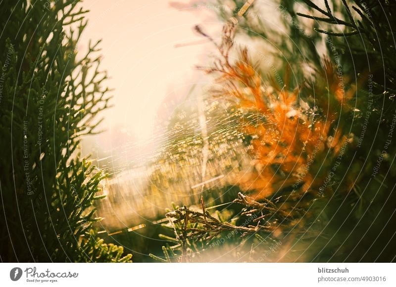 Spinnennetz in der Morgensonne Licht Farben Farbig Natur Umwelt Sonnenlicht Pflanze Landschaft Sonnenaufgang Idylle Gegenlicht Sonnenstrahlen