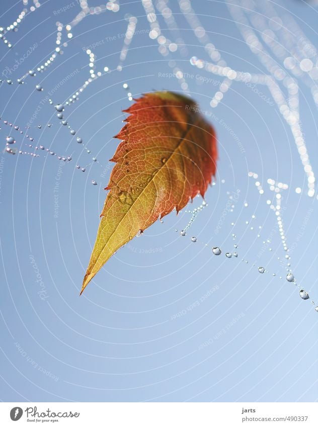 hängengeblieben Pflanze Wassertropfen Himmel Herbst Schönes Wetter Blatt frisch orange rot Gelassenheit ruhig Natur Spinnennetz Tau Farbfoto Außenaufnahme