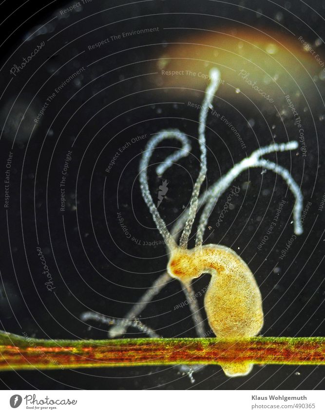 Süßwasserpolyp ( Hydra ) bei 25x Vergrößerung auf einem Stängel von Hornkraut im Gegenlicht. Wassersport Teich Tier Aquarium 1 braun gelb grün schwarz Mikroskop