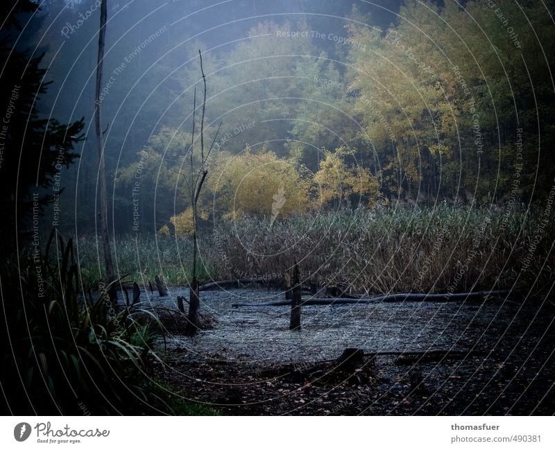 Feuchtgebiet Abenteuer Natur Pflanze Erde Luft Wasser Herbst Baum Gras Sträucher Moos Farn Blatt Wildpflanze Wald Urwald Teich dunkel fantastisch gruselig braun