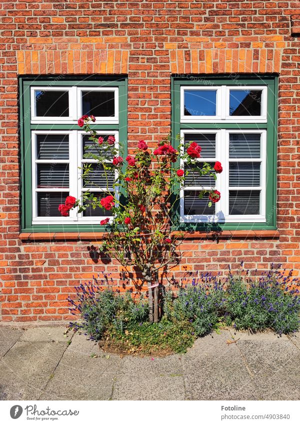 An einer braunen Backsteinwand wächst zwischen zwei Fenstern ein Rosenstrauch, gerahmt von wohl duftendem Lavendel. Wand Mauer Stein Strukturen & Formen Fassade