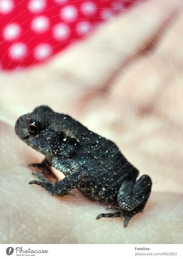 Ein Mädchen in einem roten Kleid mit weißen Punkten hält eine kleine Kröte in der Hand. Frosch Tier Farbfoto Außenaufnahme Wildtier Nahaufnahme Tag schwarz