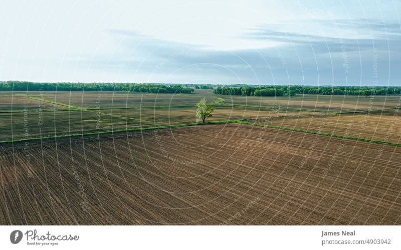 Einsamer Baum auf dem Acker Horizont sonnig natürlich Natur Tag Wiese Hintergrund Ackerbau Sommer Dröhnen Wachstum Wisconsin Himmel Sonnenlicht Feld Umwelt