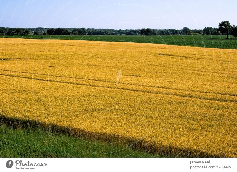 Blick von der Straße auf die Felder des Bauernhofs Gras sonnig natürlich Amerikaner Natur Tag Schönheit Hintergrund Ackerbau Mais Pflanze Baum Wachstum