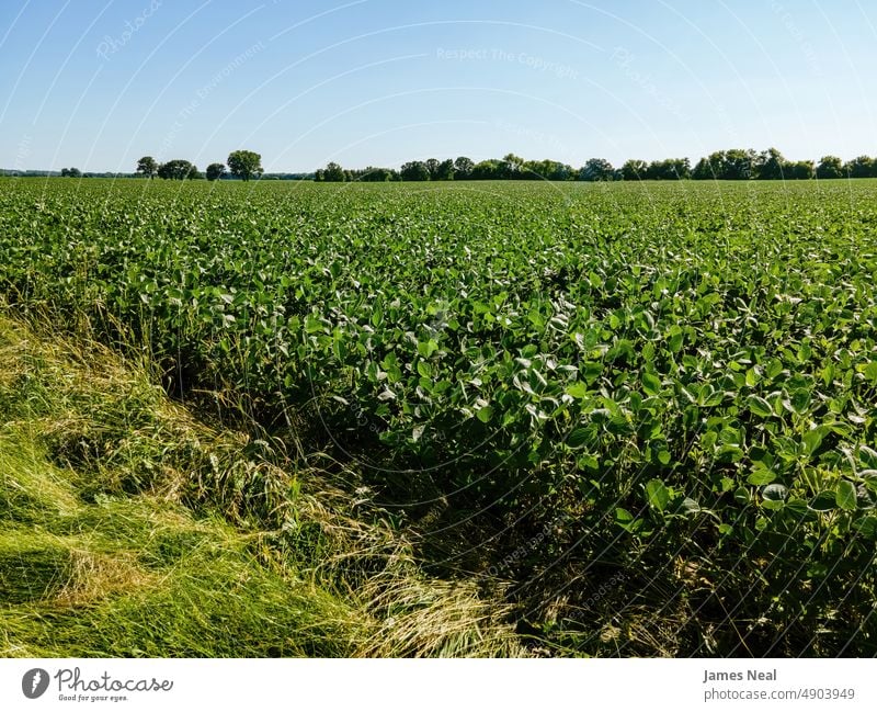 Heißer Sommertag mit wachsenden Pflanzen Gras Frühling natürlich Amerikaner Natur Tag Schönheit Hintergrund Ackerbau Bäume Baum Wachstum Fotografie im Freien