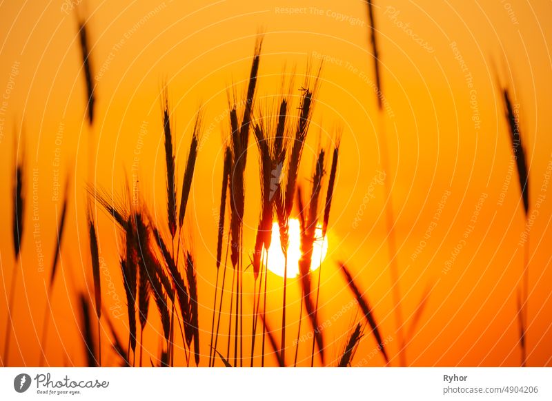 Summer Sun Shining Through Young Yellow Wheat Sprouts. Weizenfeld im Sonnenuntergang Sonnenaufgang Sonne Ackerbau Hintergrundbeleuchtung Gerste schön schwarz