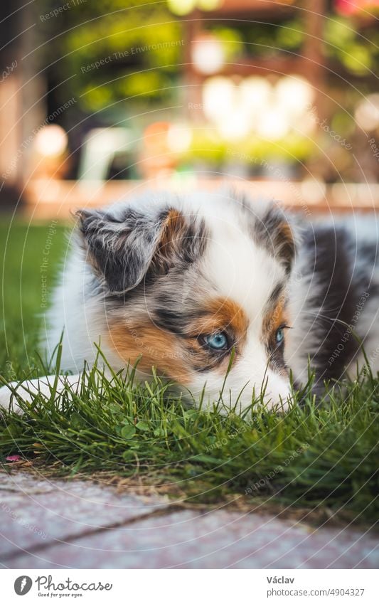 junge Australian Shepherd Hündin ruht auf dem Gras im Garten und lächelt fröhlich. Blaue Augen, braune und schwarze Flecken um die Augen und ansonsten ein weißer Körper geben der Hündin ein schönes und niedliches Aussehen