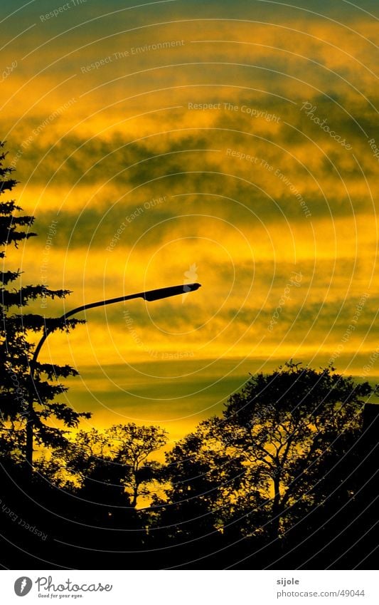 Sommerabend Sonnenuntergang Straßenbeleuchtung Baum gelb Wolken grün Horizont Abend