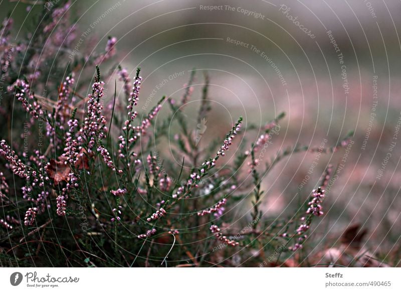 blühende Heide Heidestille heimisch nordisch heimische Wildpflanze nordische Wildpflanzen nordische Romantik nordisches Licht heimische Pflanzen poetisch