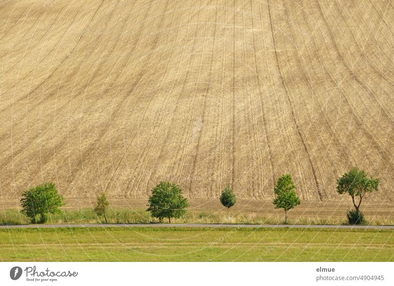 abgeerntetes, bearbeitetes Feld in Hanglage mit sechs unterschiedlichen kleinen Laubbäumen, einer Straße und einer Wiese davor / Sommer Bodenbearbeitung Acker