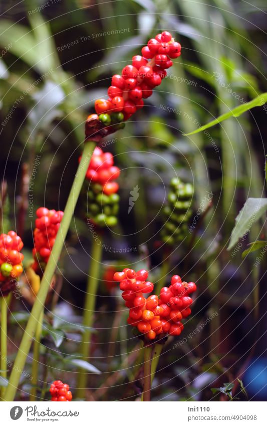 Fruchtstand vom gefleckten Aronstab Pflanze Arum maculatum Rhizom Staude ausdauernd Giftpflanze Zierpflanze Fruchtschmuck rote Beeren Aasblume Kesselfallenblume