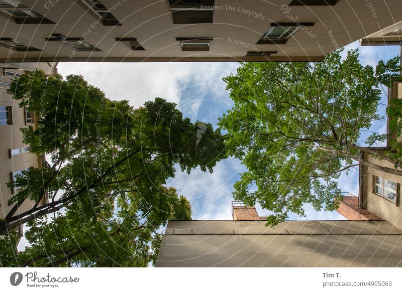 Hinterhof Berlin Prenzlauer Berg Farbfoto Baum blicknachoben Menschenleer Stadt Tag Hauptstadt Haus Stadtzentrum Altstadt Außenaufnahme Altbau Fenster Gebäude